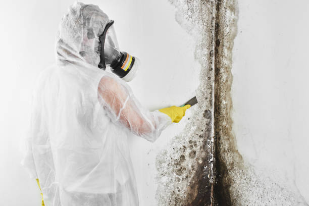 Best Mold Removal Specialists  in Mendenhall, MS