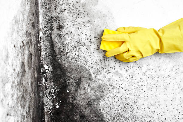 Best Residential Mold Removal  in Mendenhall, MS