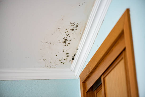 Best Mold Removal Company Near Me  in Mendenhall, MS