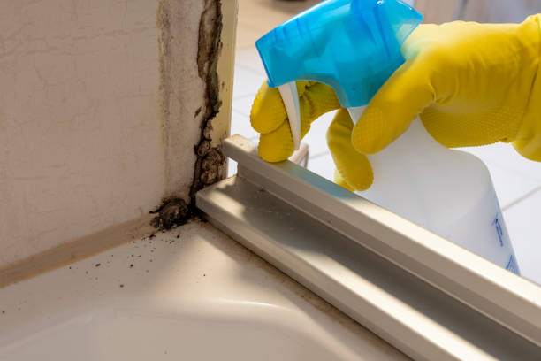 Best Fast Mold Removal  in Mendenhall, MS