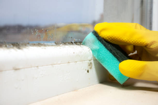 Best Local Mold Removal Service  in Mendenhall, MS