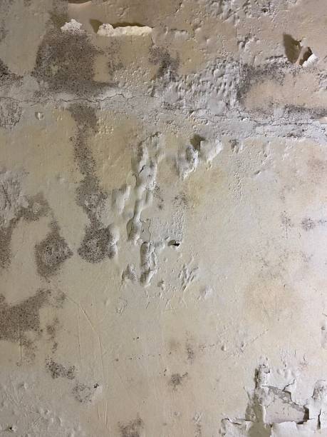 Best Black Mold Removal  in Mendenhall, MS