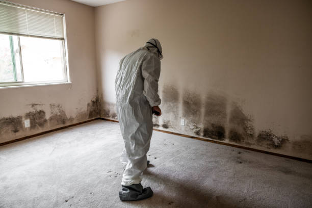 Best Mold Testing  in Mendenhall, MS