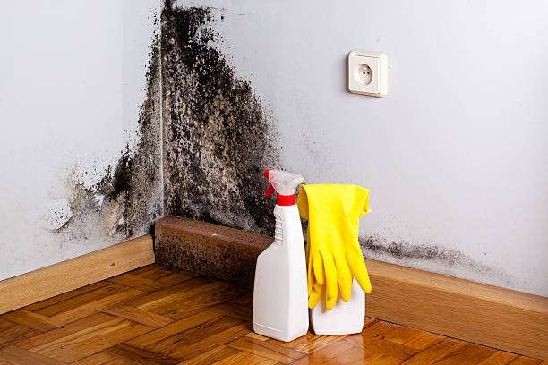 Best Mold Removal Company Near Me  in Mendenhall, MS