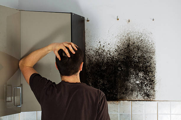 Best Attic Mold Removal  in Mendenhall, MS
