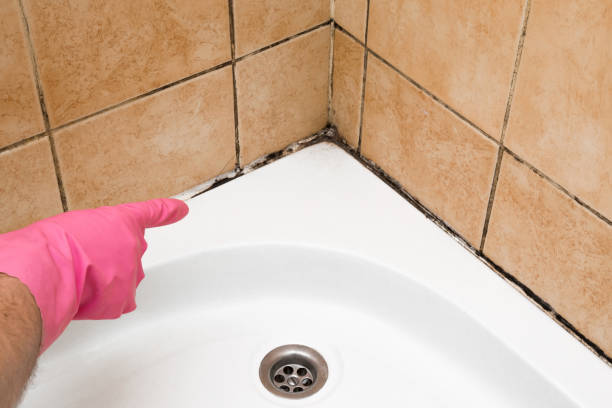 Best Best Mold Removal Companies  in Mendenhall, MS