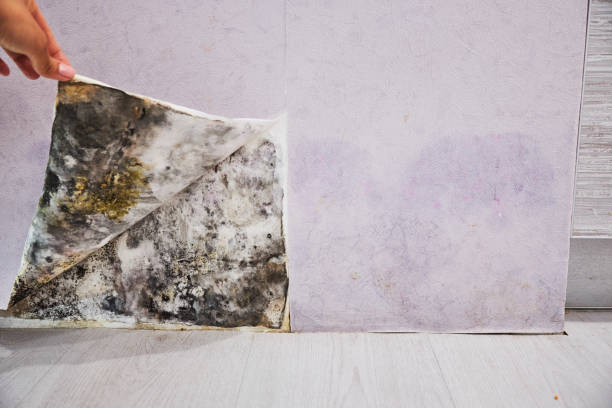 Best Affordable Mold Removal  in Mendenhall, MS